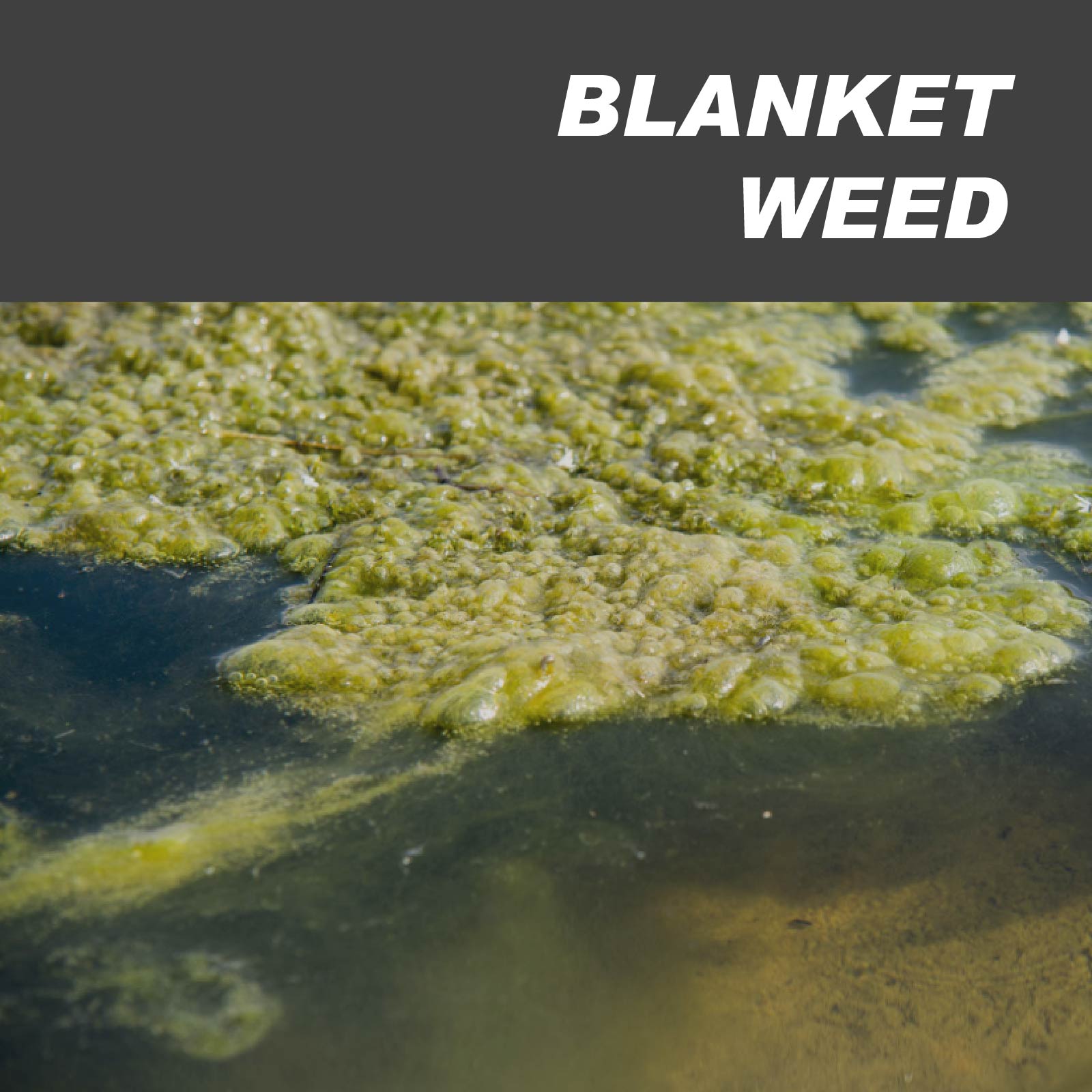 Blanket Weed Treatments